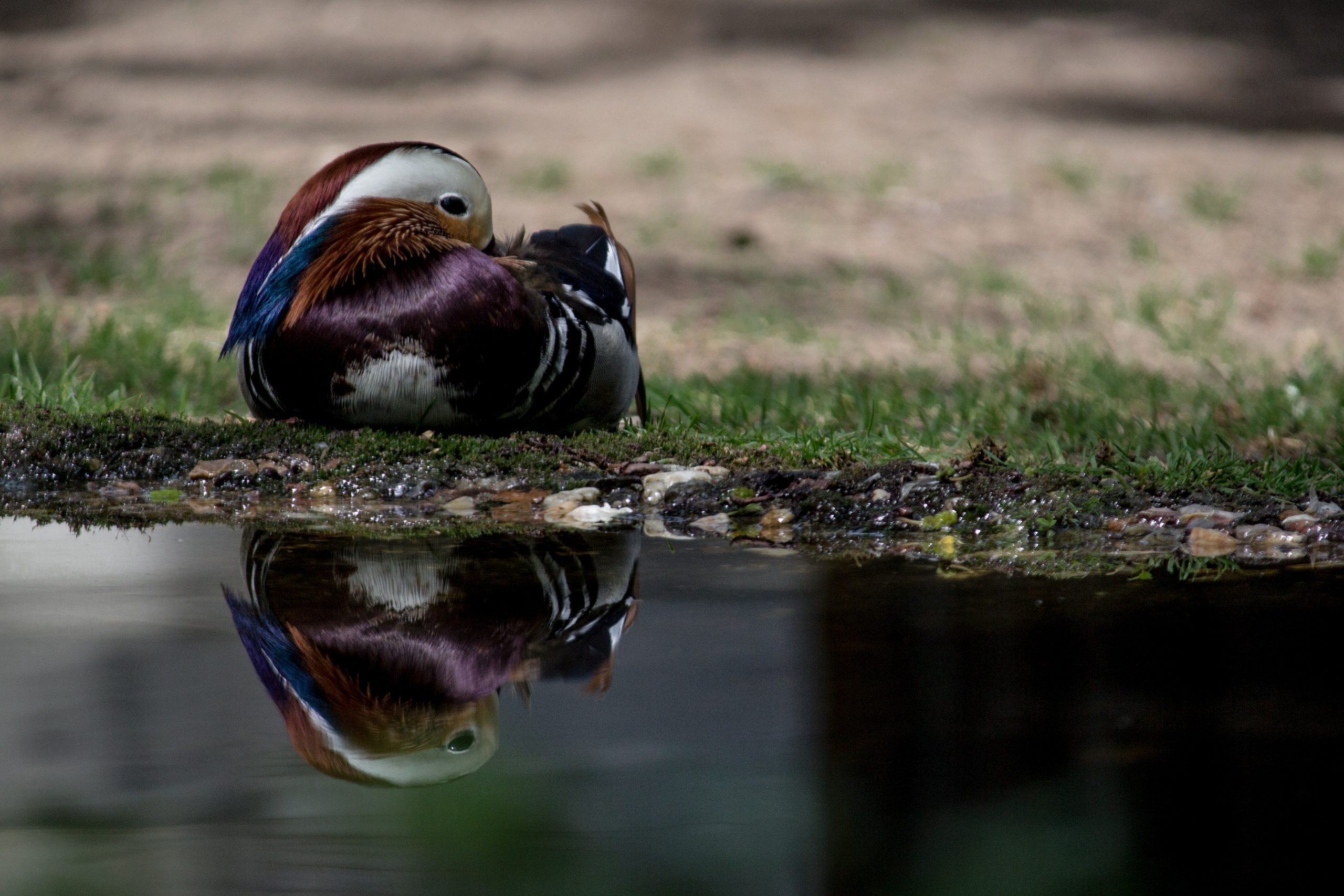 Die Ente wird nicht nass!